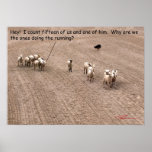 Herding Sheep posters