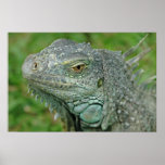 Here be Dragons posters