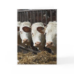 Hereford Cattle cards