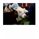 Hereford Cattle t-shirts