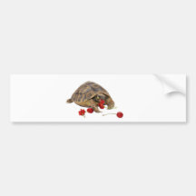 Hermann Tortoise and Strawberries Bumper Stickers