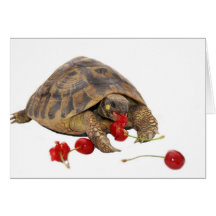 Hermann Tortoise and Strawberries Greeting Cards