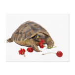 Hermann Tortoise and Strawberries postcards