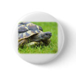 Hermans Tortoise 9W027D-066 buttons