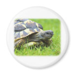 Hermans Tortoise 9W027D-066 magnets