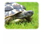 Hermans Tortoise 9W027D-066 t-shirts