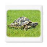 Hermans Tortoise 9W027D-069 magnets