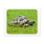 Hermans Tortoise 9W027D-069 postcards