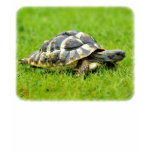 Hermans Tortoise 9W027D-069 t-shirts