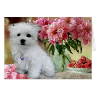 Maltese Birthday Cards &amp; Invitations | Zazzle.co.uk