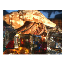 Hermit Crab on Ice Cubes Postcard