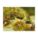 Hermit Crab postcards
