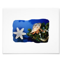 Hermit Crab Star Christmas Tree Design Photo Art