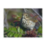 Hermit Thrush Postcard