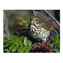 Hermit Thrush Postcard