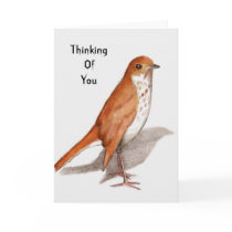 Hermit Thrush: Watercolor: Thinking of You