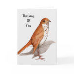 Hermit Thrush: Watercolor: Thinking of You cards