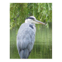 Heron close up Postcard