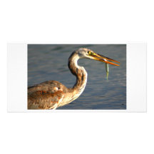 Heron fishing customized photo card