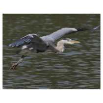 Heron Fly Past Custom Flyer