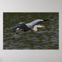 Heron Flypast Print
