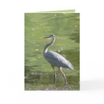 Heron Green cards