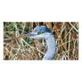 Heron Head Photo Cards