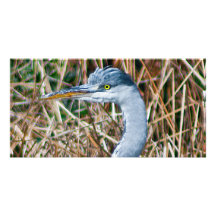 Heron Head Photo Cards