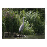 Heron In the norfolk broads cards