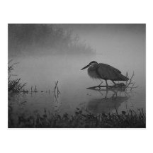 Heron Morning Postcard
