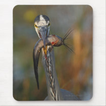 Heron mousepads