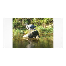Heron on a rock photo greeting card