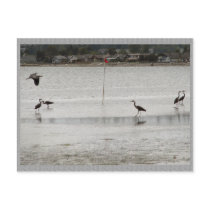 Heron Party Postcards