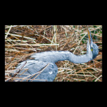 Heron photography