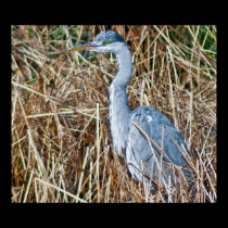 Heron posters