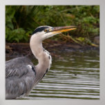 Heron Print
