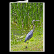 Heron Walk cards