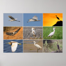Herons Collage Poster