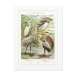 Herons Postcard