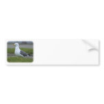 Herring Gull 8P91D-05 bumper stickers