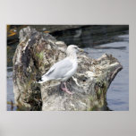 Herring Gull in Michigan's Grand River . posters