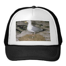 Herring Gull with eggs Hats