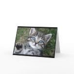 "Hewwo" Kitty cards