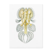 Hexarthra Postcards