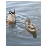 Hey Don't Stare at me While I'm Searching for Fish flyers
