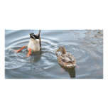 Hey Don't Stare at me While I'm Searching for Fish photo cards