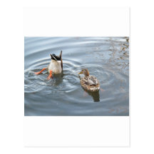 Hey Don't Stare at me While I'm Searching for Fish Postcards