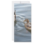 Hey Don't Stare at me While I'm Searching for Fish rack cards