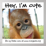 Hey, I'm Cute Baby Orangutan Posters