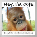 Hey, I'm Cute Orangutan Baby posters